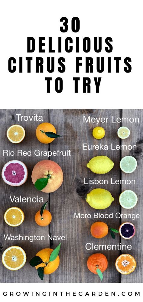 Exploring Different Varieties of Citrus Limon for Unique Culinary Adventures