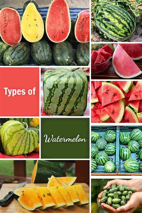 Exploring Different Varieties of Watermelon