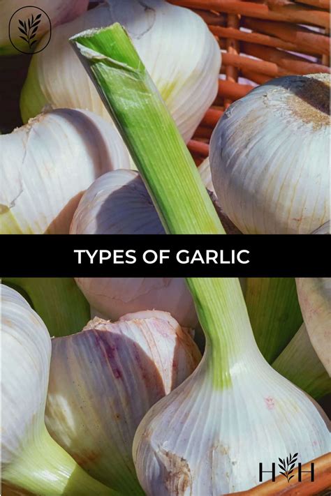 Exploring Diverse Types of Pale Garlic from Different Parts of the Globe