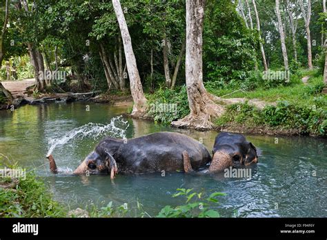 Exploring Elephant Bathing Traditions Across the Globe