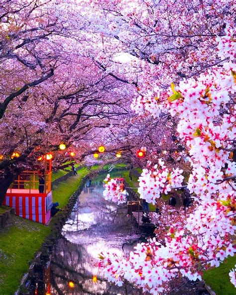 Exploring Enchanting Travel Destinations with Cherry Blossoms