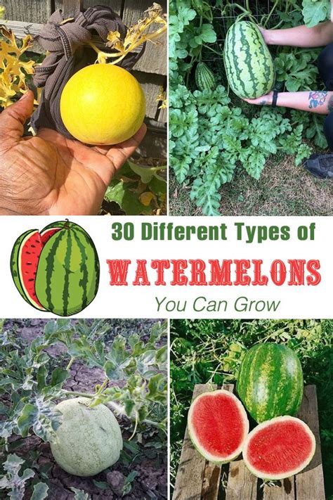 Exploring Exquisite Watermelon Varieties from Across the Globe