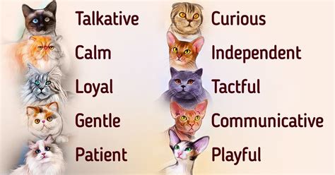 Exploring Frisky Cat's Unique Personality Traits