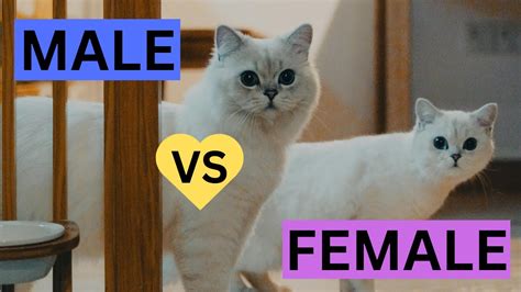 Exploring Gender Perspectives in Deciphering the Significance of the Charred Feline Vision