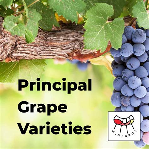 Exploring Grape Varieties from Around the World: A Global Journey for Your Taste Buds