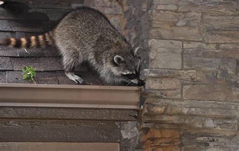 Exploring Health and Legal Concerns Surrounding Raccoon as a Food Source