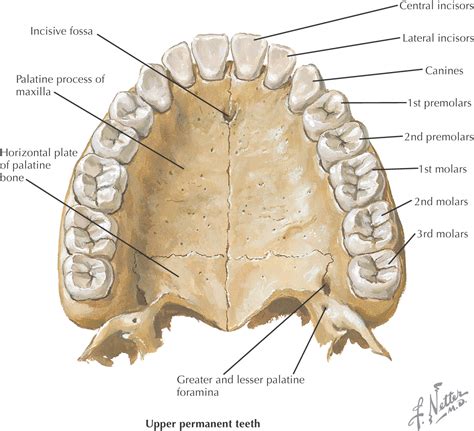 Exploring Historical Allusions to the Symbol of the Oral Skeletal Structure