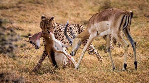 Exploring Innovative Approaches to Mitigate Cheetah Attacks