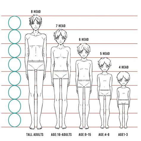 Exploring Koko's Height and Body Proportions