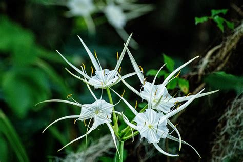 Exploring Lilly Spider's Years on Earth and Date of Birth