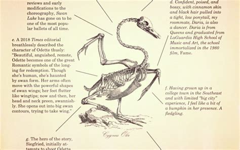 Exploring Lilly Swan's Anatomy and Appearance