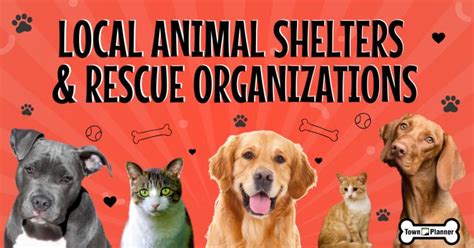 Exploring Local Animal Shelters and Rescue Organizations