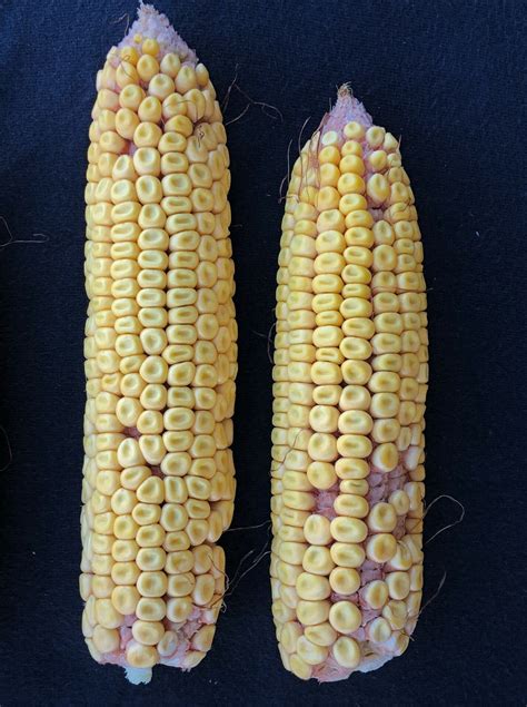 Exploring Long-Term Preservation Solutions for Corn