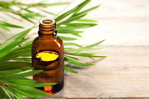 Exploring Natural Remedies: Essential Oils, Tea Tree Oil, and Aloe Vera