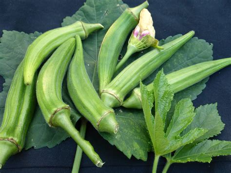 Exploring Okra Varieties: From Burgundy to Clemson Spineless