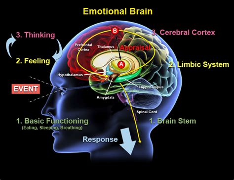 Exploring Our Emotional Connections