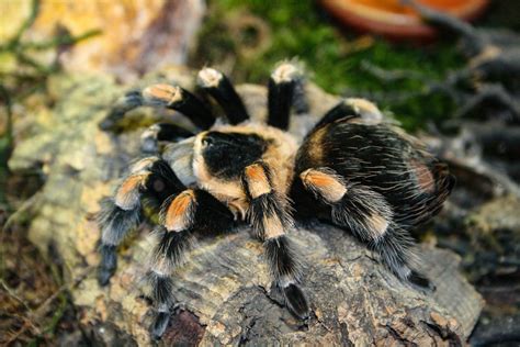 Exploring Personal Associations and Experiences with Tarantulas