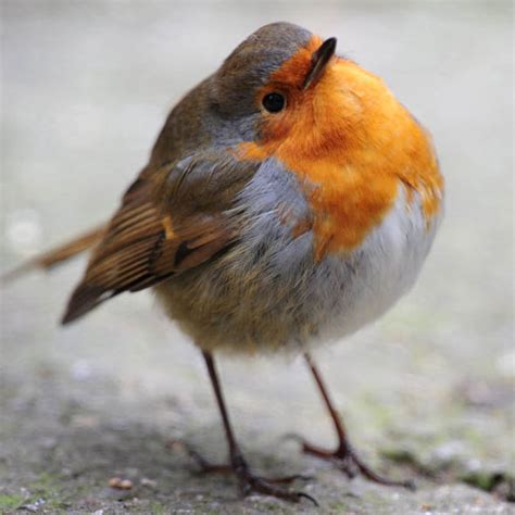 Exploring Personal Emotions and Experiences: How the Symbolic Presence of a Departed Robin in Dreams Can Connect to the Emotional Journey of Grief