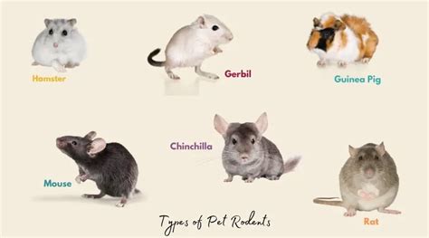 Exploring Popular Varieties of Pet Rodents and Their Distinctive Traits