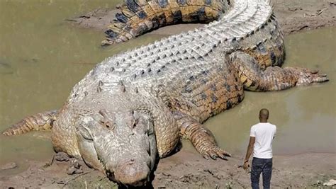 Exploring Possible Connections Between Dreams of Crocodiles in the Bedroom and Real-Life Perils