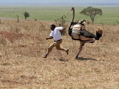 Exploring Possible Interpretations and Messages in Dreams Depicting Ostrich Attack Encounters