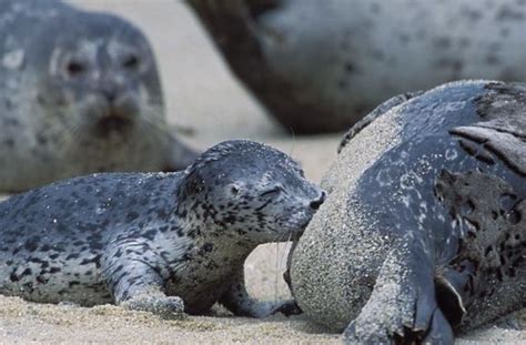 Exploring Possible Real-Life Triggers: Encounters with Seals and Beyond