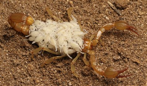 Exploring Potential Future Events Linked to the Vision of a Juvenile Scorpion