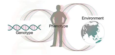 Exploring Potential Genetic Influences