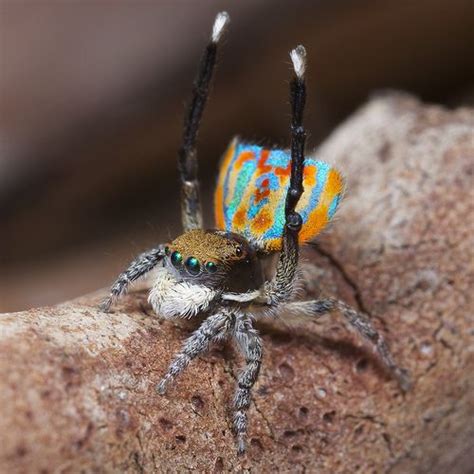 Exploring Reproduction Strategies: Delving into the Mating Rituals of the Distinctive Arachnid