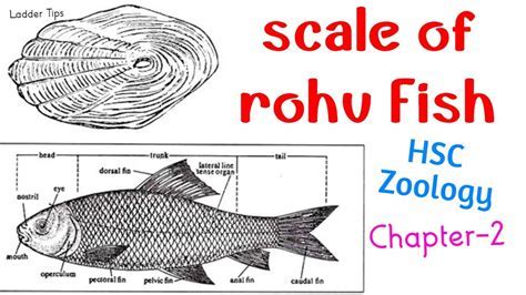 Exploring Rohu Ro's Physique and Body Composition