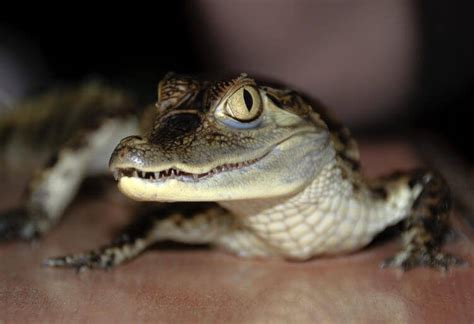 Exploring Safer Exotic Pets: Alternatives to Owning a Crocodile