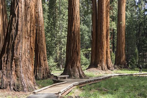 Exploring Sequoia Redd's Impressive Height