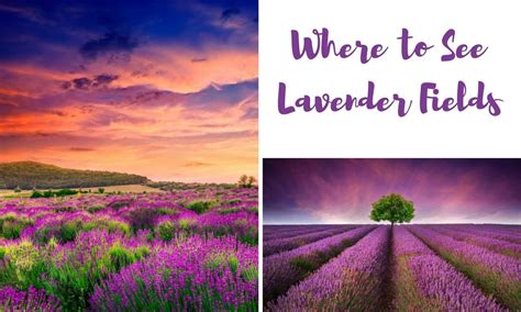 Exploring Shades: A Journey into the World of Lavender