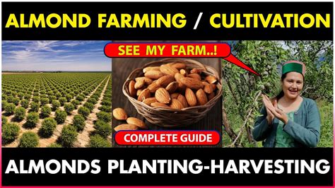 Exploring Sustainable Farming Practices in Almond Cultivation