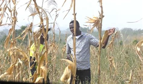 Exploring Sustainable Practices: Environmentally Friendly Approaches to Cultivating Bananas