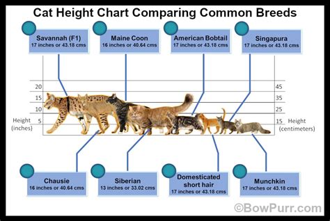 Exploring Suzy Cat's Height