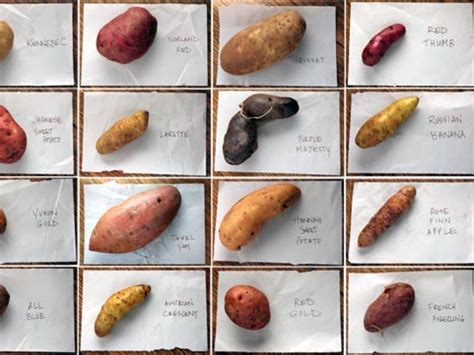 Exploring Various Potato Varieties for Unique Flavors