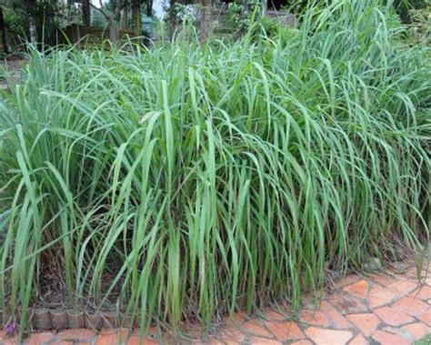 Exploring the Advantages of Citronella Cymbopogon: Exploring the Perks 