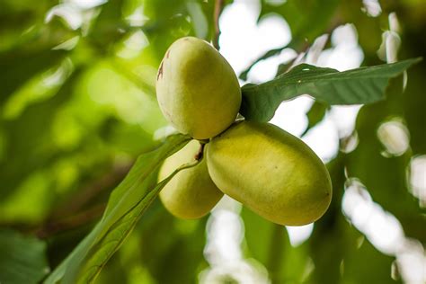 Exploring the Allure and Advantages of Pawpaw Trees