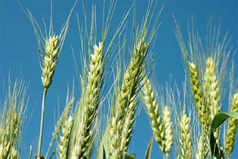 Exploring the Allure of Sustainable Cultivation: Embracing Organic Farming in the Wheat Industry