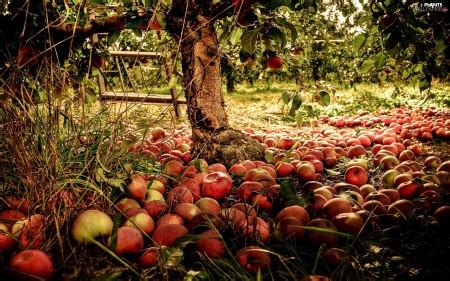 Exploring the Art of Apple Harvest: A Bounty of Nature's Connection