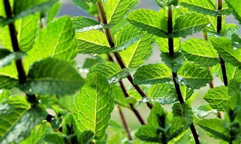 Exploring the Art of Cultivating and Multiplying Mint: Step-by-Step Handbook