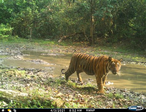 Exploring the Ascension of Tiger Wilde in the Spotlight