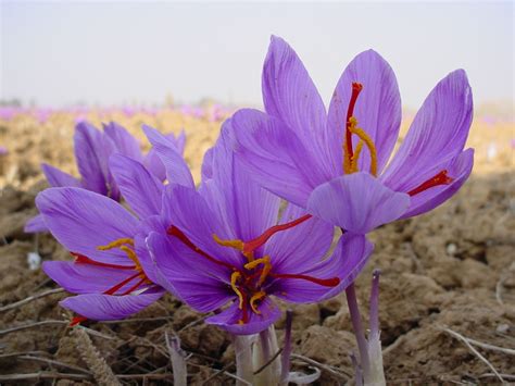 Exploring the Background of Saffron Bush