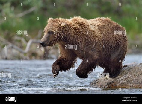 Exploring the Behavior and Environment of the Majestic Ursus arctos horribilis