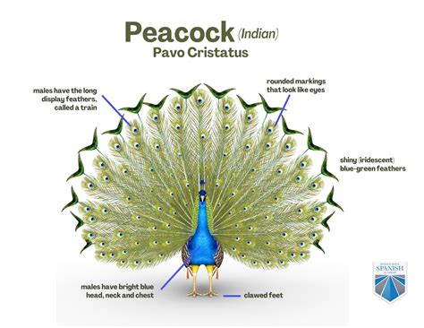 Exploring the Biology and Anatomy of Peacock Plumage