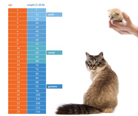 Exploring the Birthdate and Age of Grace Cat