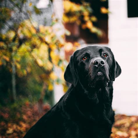 Exploring the Black Dog as a Symbol of Protection and Loyalty