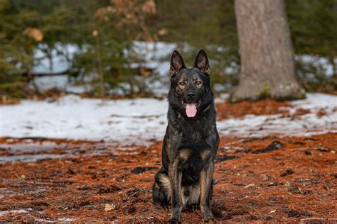 Exploring the Bond between German Shepherds and Protection