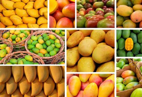 Exploring the Bountiful Diversity of Mango Varieties